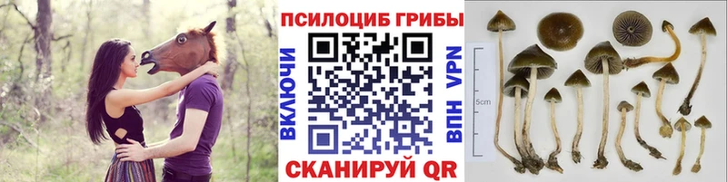 Галлюциногенные грибы Magic Shrooms Борзя